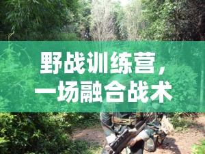 野戰(zhàn)訓練營，一場融合戰(zhàn)術與勇氣的體育盛宴