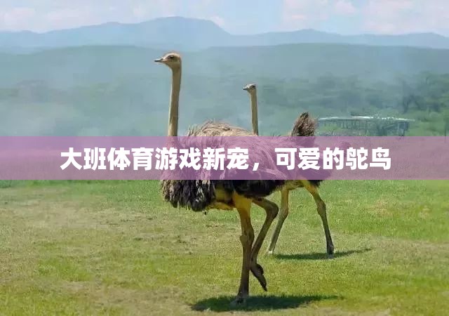 大班體育新寵，鴕鳥的歡樂運動時光