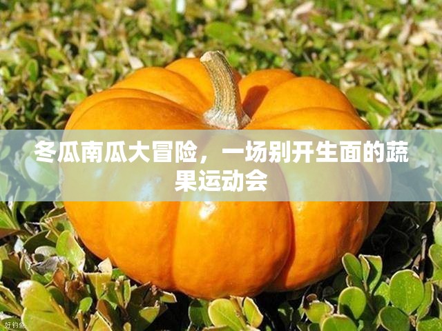 蔬果運(yùn)動(dòng)會(huì)，冬瓜南瓜的別開生面大冒險(xiǎn)