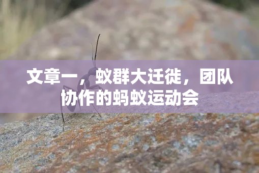 蟻群大遷徙，團(tuán)隊(duì)協(xié)作的奇妙運(yùn)動(dòng)會(huì)