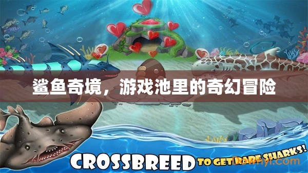 鯊魚奇境，游戲池中的奇幻冒險(xiǎn)之旅