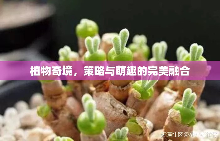 植物奇境，策略與萌趣的雙重盛宴