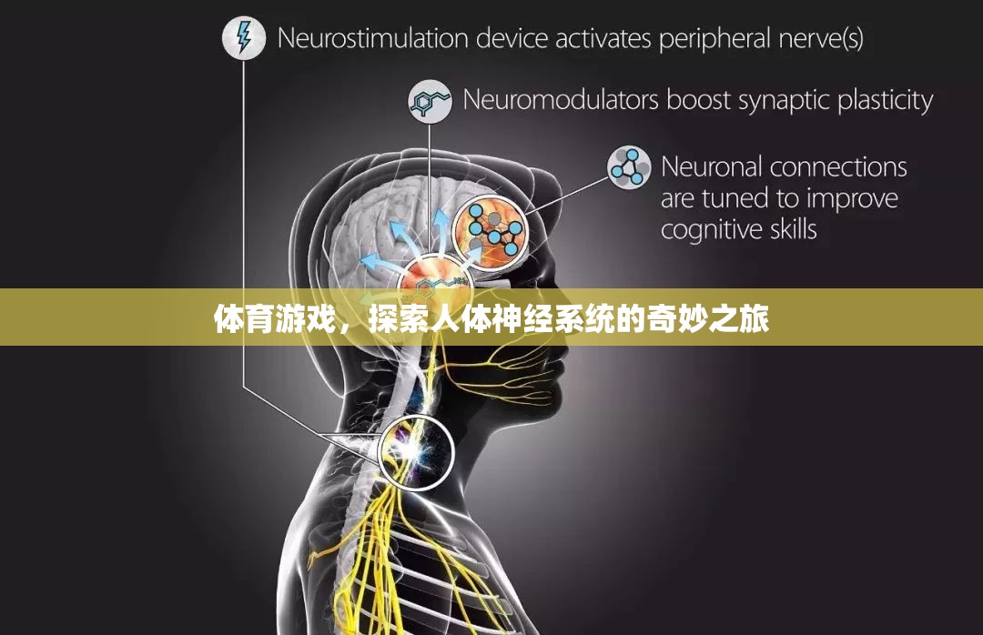 探索人體神經(jīng)系統(tǒng)的奇妙之旅，體育游戲中的神經(jīng)科學探索