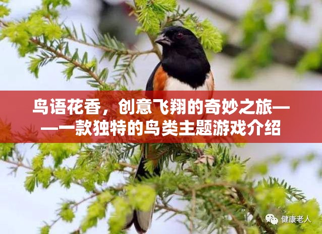 鳥語花香，創(chuàng)意飛翔的奇妙之旅——一款獨特的鳥類主題游戲介紹