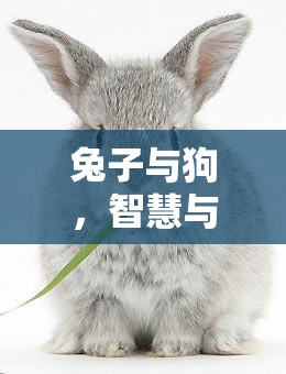 智慧與忠誠(chéng)的較量，兔子與狗的策略對(duì)決