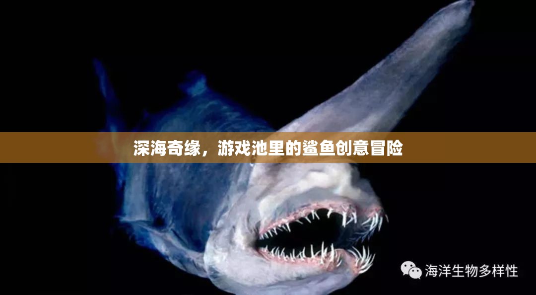 深海奇緣，游戲池里的鯊魚創(chuàng)意冒險