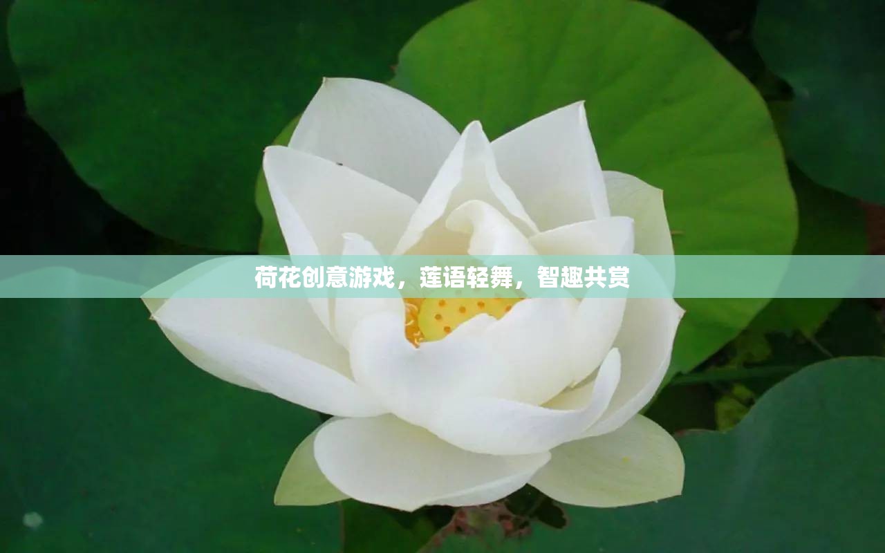 荷花創(chuàng)意游戲，蓮語輕舞，智趣共賞