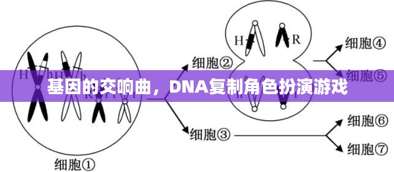 基因的交響曲，DNA復(fù)制角色扮演游戲