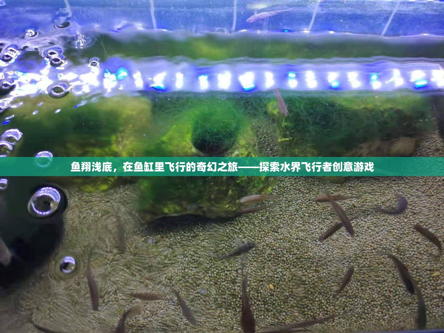 魚翔淺底，在魚缸里飛行的奇幻之旅——探索水界飛行者創(chuàng)意游戲