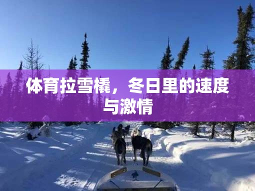 冬日速度與激情，體育拉雪橇的魅力