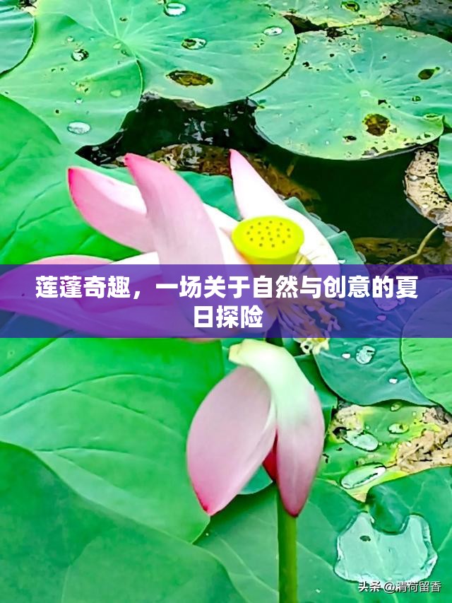 蓮蓬奇趣，自然與創(chuàng)意的夏日探險(xiǎn)