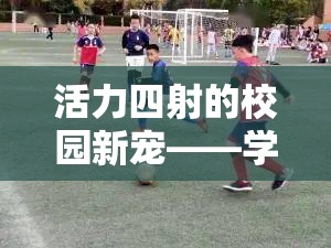 校園新寵，學(xué)生體育課雙人游戲智勇接力