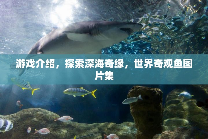 游戲介紹，探索深海奇緣，世界奇觀魚圖片集