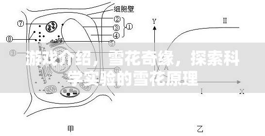 探索雪花之美，揭秘雪花奇緣中的科學(xué)實驗