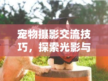 光影與愛的藝術(shù)，寵物攝影交流技巧探索