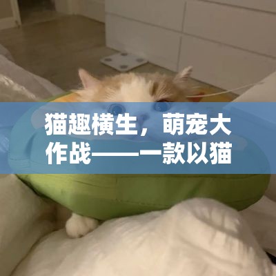 萌寵大作戰(zhàn)，貓趣橫生的游戲世界  第2張