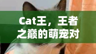 王者之巔的萌寵對(duì)決，Cat王的榮耀之戰(zhàn)  第1張