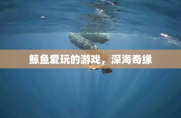 深海奇緣，鯨魚的夢幻游戲