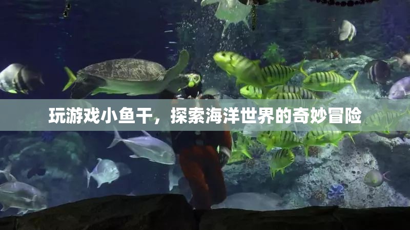 探索海洋奧秘，小魚干冒險(xiǎn)之旅  第1張