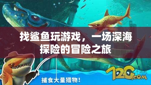 一場(chǎng)與鯊魚共舞的深海探險(xiǎn)之旅