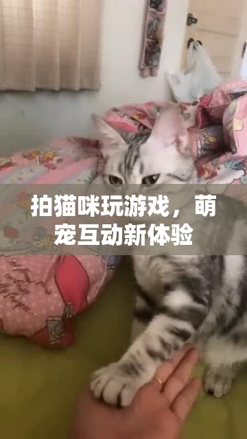 貓咪游戲，萌寵互動新體驗