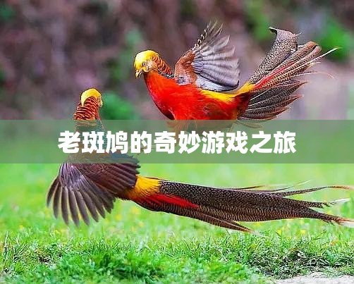 老斑鳩的奇妙冒險之旅  第2張