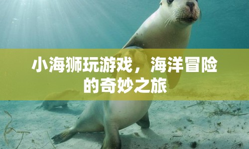 小海獅的海洋冒險之旅