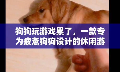 狗狗休閑游戲，讓疲憊的狗狗放松身心  第1張