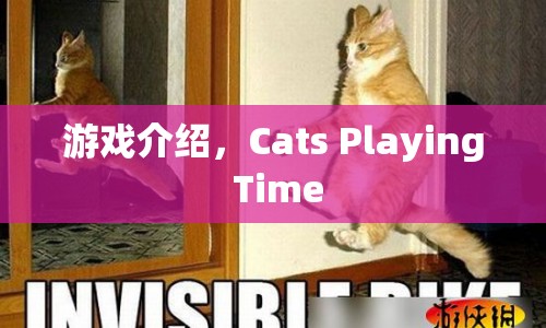 Cats Playing Time，趣味橫生的貓咪游戲