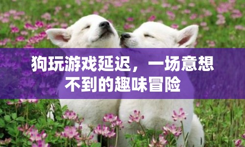 狗玩游戲延遲引發(fā)趣味冒險