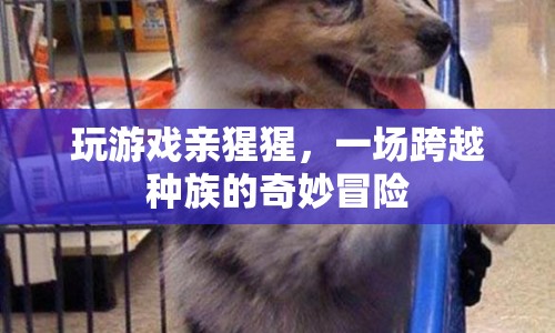 玩游戲親猩猩，一場跨越種族的奇妙冒險