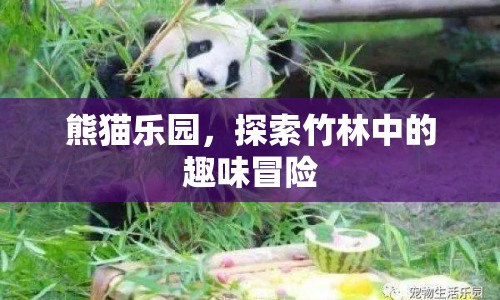 熊貓樂(lè)園，竹林中的趣味冒險(xiǎn)等你來(lái)探索