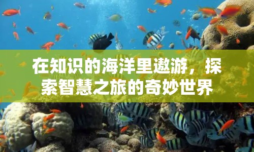 探索智慧之旅，在知識的海洋中遨游