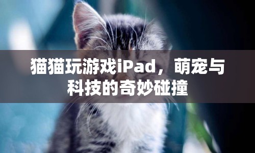 萌寵與科技的奇妙碰撞，貓咪玩轉(zhuǎn)iPad