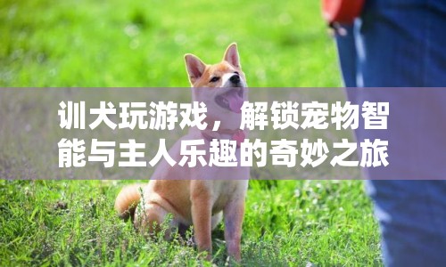 解鎖寵物智能與主人樂趣，訓犬玩游戲的奇妙之旅